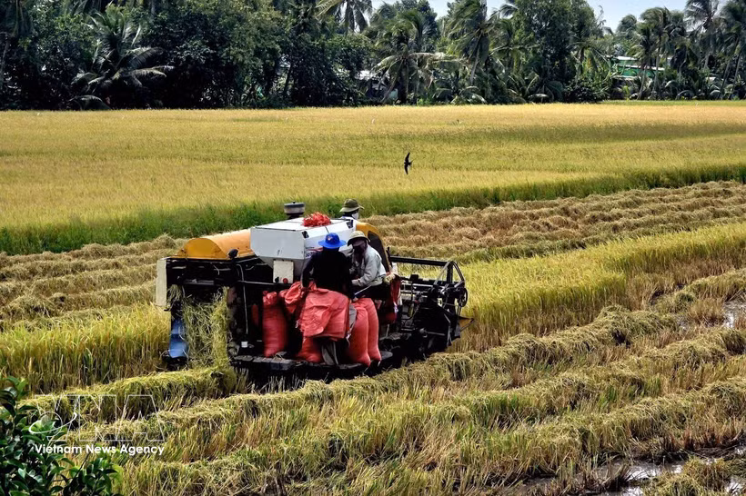 En un campo de arroz (Fuente: VNA)