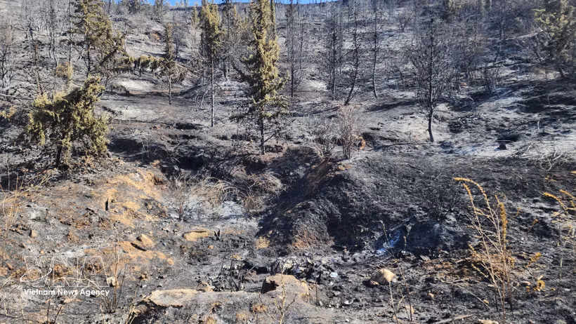 Varios incendios forestales registrados en algunas provincias del noreste de Argelia causan graves daños personales y materiales (Fuente: VNA)