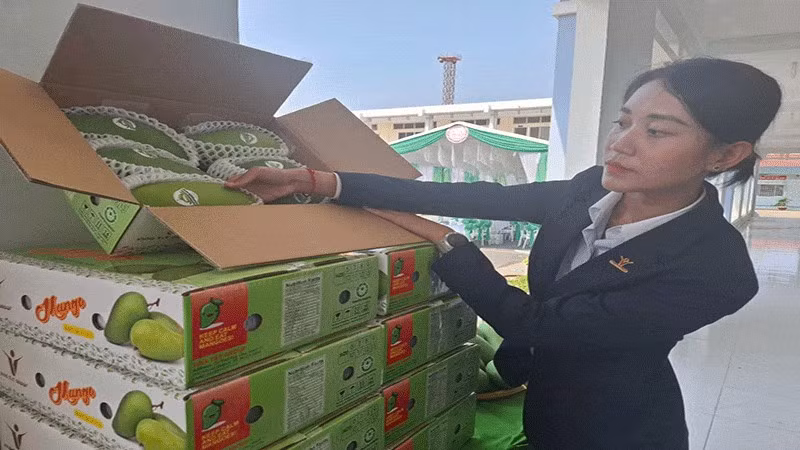 Tien Giang envía el primer lote de mangos de piel verde a EE. UU. en una ceremonia celebrada el 19 de marzo. (Foto: nhandan.vn)