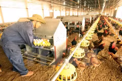 Reconocen contribuciones de ONUDI a desarrollo agrícola en Vietnam
