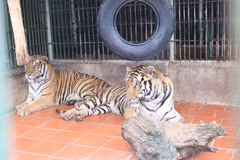 Liberan a animales exóticos a su hábitat natural en parque Phong Nha- Ke Bang