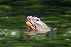 Cuerpo de famosa tortuga de Lago Hoan Kiem será conservado en museo