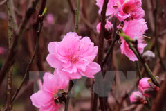 Encuentro con comunidad internacional en Vietnam por Tet
