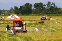 Vietnam se esfuerza por modernización rural y reestructuración agrícola
