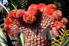 Piñas decorativas, nueva tendencia para Año Nuevo Lunar en vietnam