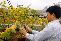 Inauguran Festival de Flores de Cerezo y Ochna de Yen Tu
