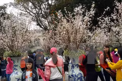 Primer festival de flor de cerezo en Dong Nai