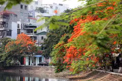 Flores de flamboyán, señal de verano en calles de Hanoi