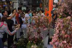Provincia vietnamita se embellece con flores de cerezo de Japón