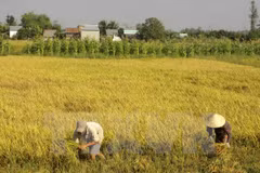 Lanza Vietnam nuevas variedades de arroz resistente a salinidad