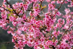 Cerezo japonés florece en provincia norvietnamita