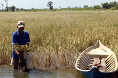 Intrusión salina afecta a miles de hectáreas de arroz en provincia vietnamita