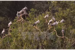 Aves preciosas en Indonesia enfrentan peligro de extinción