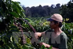 Provincia altiplana vietnamita impulsa replantación de café