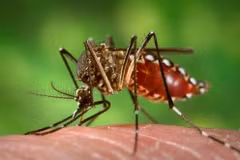 Intensifica Vietnam concienciación a población sobre lucha contra Zika