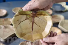 Platos ecológicos elaborados con uva marina de provincia vietnamita de Phu Yen