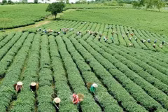 Aplican agricultura verde en reducción de emisiones de carbono en Vietnam