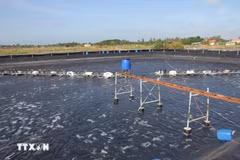 La aplicación de la alta tecnología y métodos orgánicos reducen las emisiones de gases de efecto invernadero procedentes del proceso de acuicultura en la provincia de Bac Lieu. (Foto: VNA)