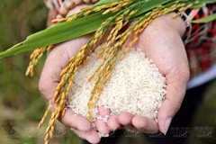 Hanoi impulsa las exportaciones agrícolas