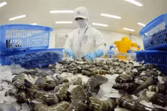 Vietnam apunta obtener 4,8 mil millones de dólares de exportaciones de camarones