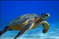 Provincia vietnamita trabaja por proteger tortugas marinas 