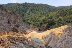 Vietnam: cobertura forestal alcanza más de 41 por ciento