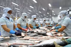 Estados Unidos aplica impuestos antidumping a pescados Tra importados de Vietnam