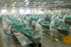 Estados Unidos reduce el impuesto antidumping al camarón vietnamita 