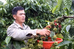 Vietnam publicará libro sobre indicaciones geográficas de productos culturales de la nación