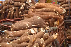 Tailandia exportará 1,5 millones de toneladas de yuca