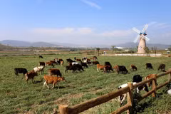 Agricultura orgánica en Vietnam logra crecimiento superior al promedio mundial
