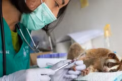 ONGs de Indonesia utilizan alta tecnología contra comercio ilegal de animales 