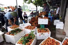 Celebrarán primer festival de lichi en provincia norvietnamita