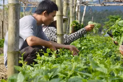 Grupo vietnamita FLC planea ampliar su participación en sector agrícola 