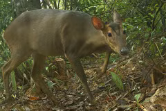 Captan en Vietnam imagen de muntíacos adultos en peligro de extinción