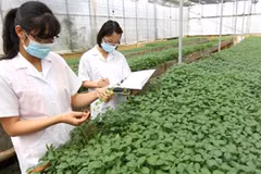 Prefectura japonesa aspira a cooperar con ciudad vietnamita en sector agrícola