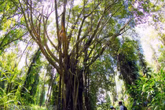 Provincia vietnamita se esfuerza por preservar vida silvestre en cordillera Truong Son