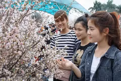 Sakura florece en exhibición en festival cultural Vienam-Japón