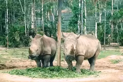 Lanzan en Vietnam concurso de cortometrajes sobre comercio ilegal de animales silvestres 