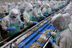 Vietnam reporta aumento de exportación de mariscos