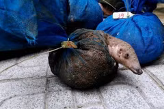 Vietnam perfecciona capacidad judicial sobre comercio ilegal de animales salvajes 