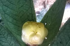 Vietnam contribuye con dos nuevos tipos de camellias raras a la lista mundial