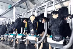 Grupo vietnamita importa cerca de mil 800 vacas de alto rendimiento de Estados Unidos