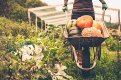 Vietnam mejora control de pesticidas en productos agrícolas para impulsar ventas a Seúl
