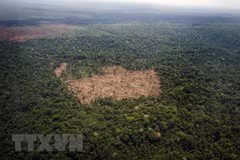 China y Camboya fortalecen cooperación en protección del medio ambiente