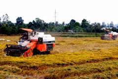 Empresas arroceras vietnamitas enfrentan oportunidades y desafíos de la liberalización comercial
