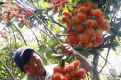Vietnam exportará rambután a Nueva Zelanda