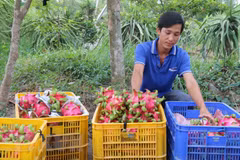 Vietnam, decimoquinto exportador mundial de productos agropecuarios