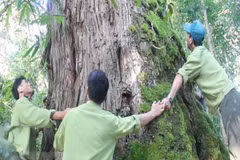Descubren en Vietnam árbol Fokienia hodginsii de mil años