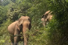 Destacan en Vietnam importancia de conservación de la biodiversidad